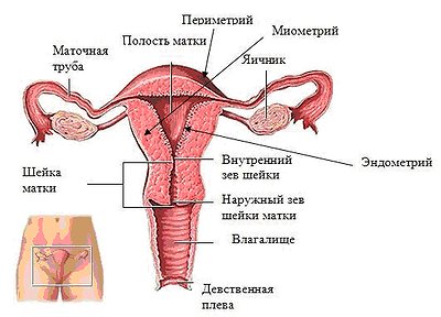 строение внутренних половых органов